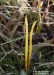 kyjovečka krásná (Houby), Clavulinopsis laeticolor (Fungi)